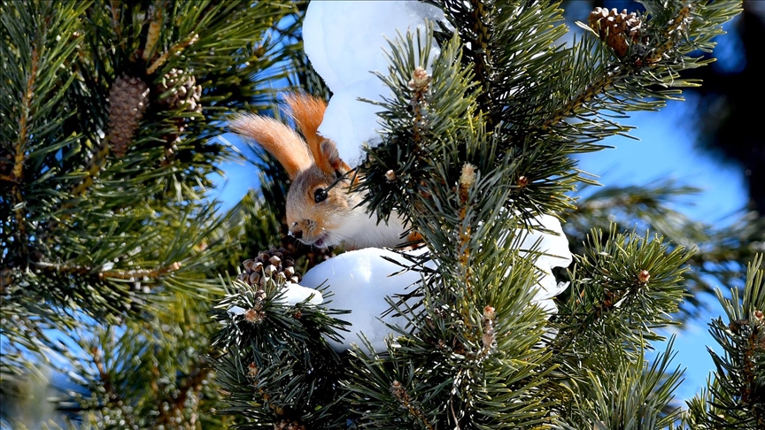 Kars'ta yiyecek arayışındaki yaban hayvanları görüntülendi — Detaylı Analiz