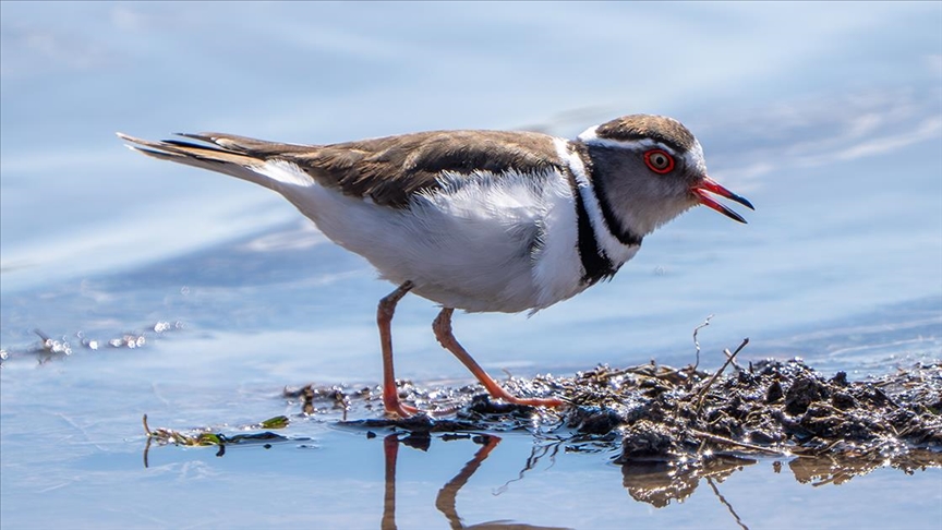 Türkiye'de ilk kez "takkeli cılıbıt" kuşu, Gaziantep'te görüldü — Detaylı Analiz