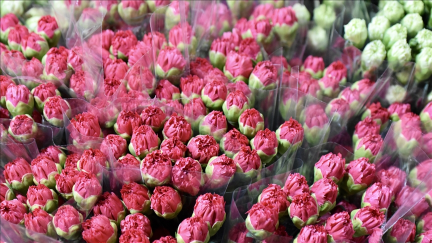 Çiçek üreticileri İngiltere'de 15 Mart'ta kutlanacak Anneler Günü için yoğun mesai yaptı — Detaylı Analiz