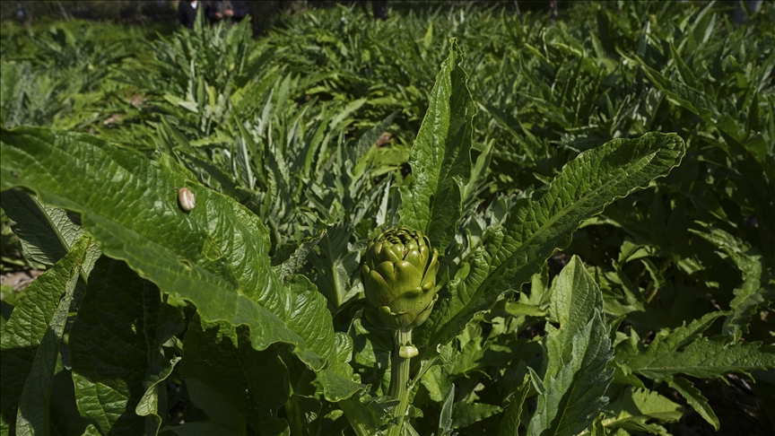 Enginar verimi ocak ve şubat yağışlarıyla arttı — Detaylı Analiz