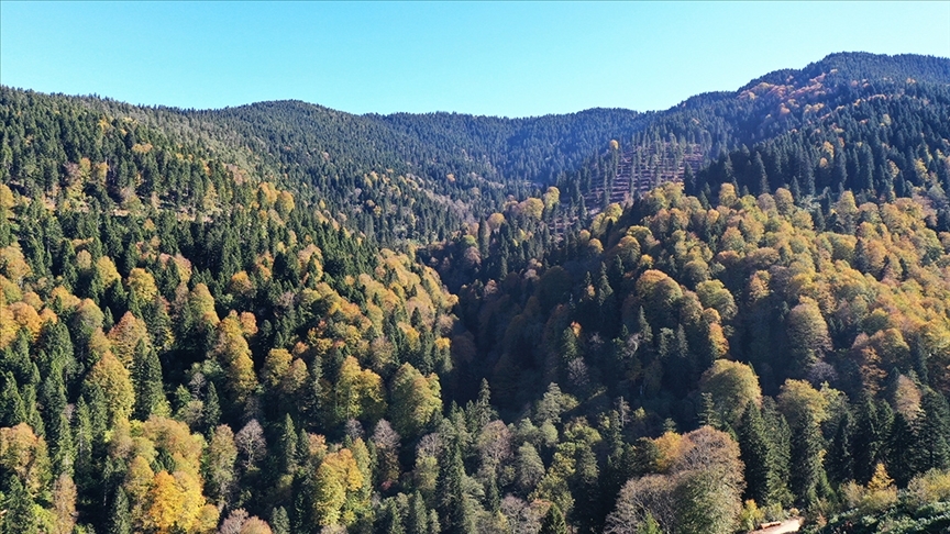 Ormanların Bakım ve Gençleştirilmesine 2,3 Milyar Lira Ayrıldı