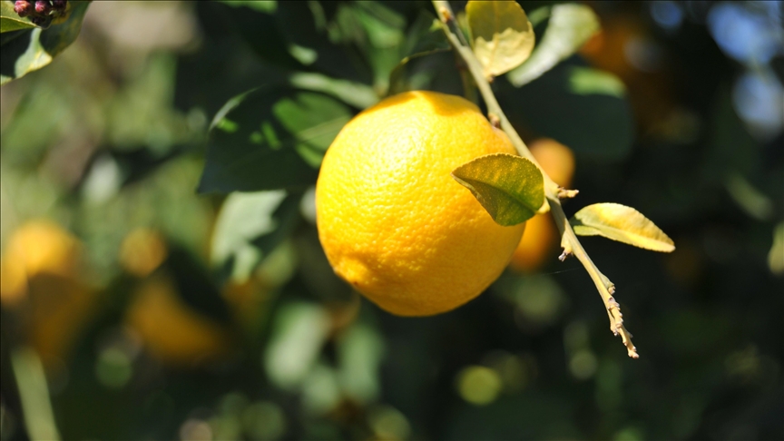 Limonda gümrük vergisi yeniden düzenlendi — Detaylı Analiz