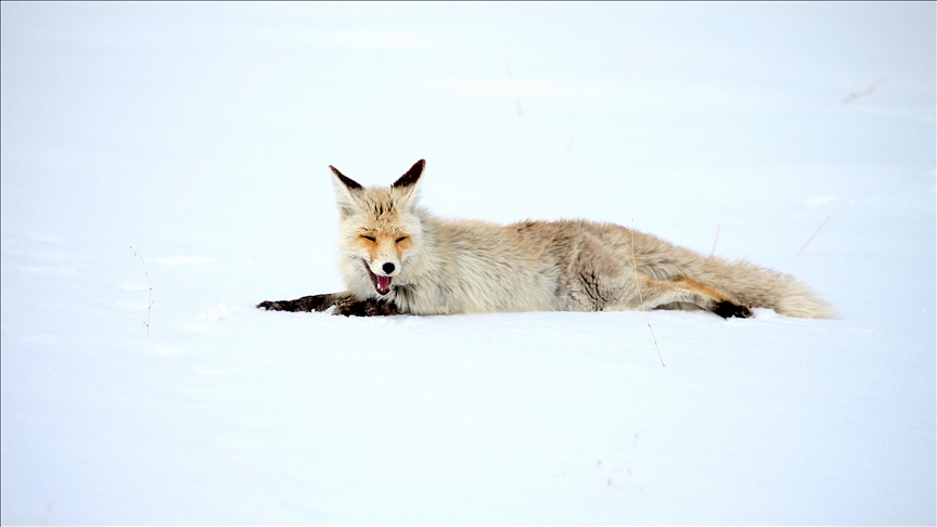 Kars'ta kızıl tilkiler avlanırken görüntülendi — Detaylı Analiz