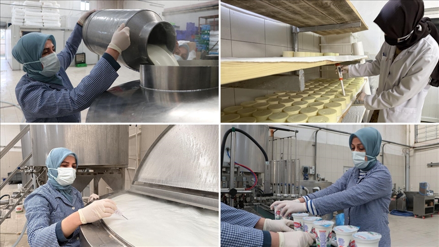 Tekirdağlı Kadınların Emeğiyle Günlük 7 Ton Süt Sofralara Ulaşıyor