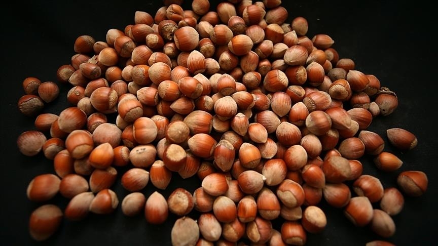 Türkiye, Yılın İlk İki Ayında Fındık İhracatından 388 Milyon Dolar Gelir Elde Etti