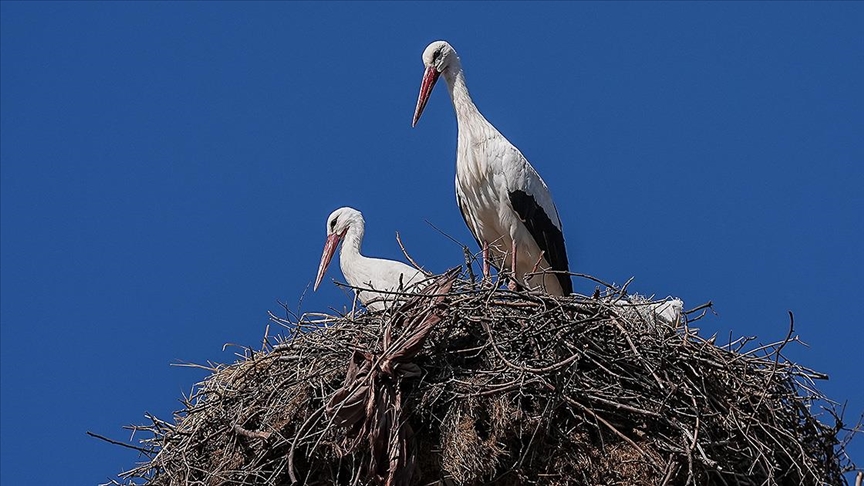 Yaren leylek, eşi Nazlı'ya kavuştu — Detaylı Analiz