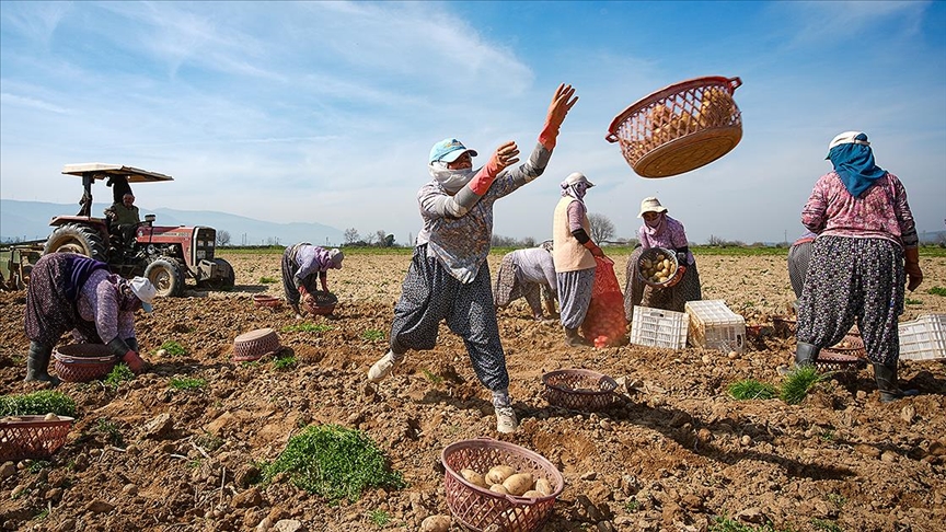 Patates deposu Ödemiş'te hasat ve ekim bir arada — Detaylı Analiz