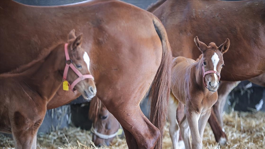 Bursa'daki TİGEM harasında şampiyon adayı taylar dünyaya gözlerini açıyor — Detaylı Analiz