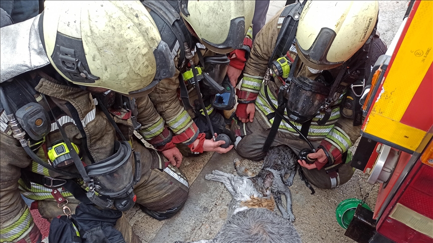 Ankara'da yangından etkilenen kediler kalp masajı ve oksijenle hayata döndürüldü — Detaylı Analiz