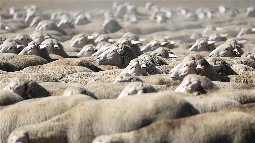 TİGEM, 120 reforme küçükbaş hayvan satacak — Detaylı Analiz