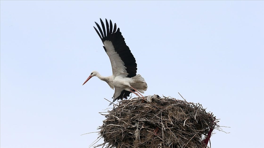 Muş Ovası'nda Leyleklerin Bahar Dönüşü Başladı