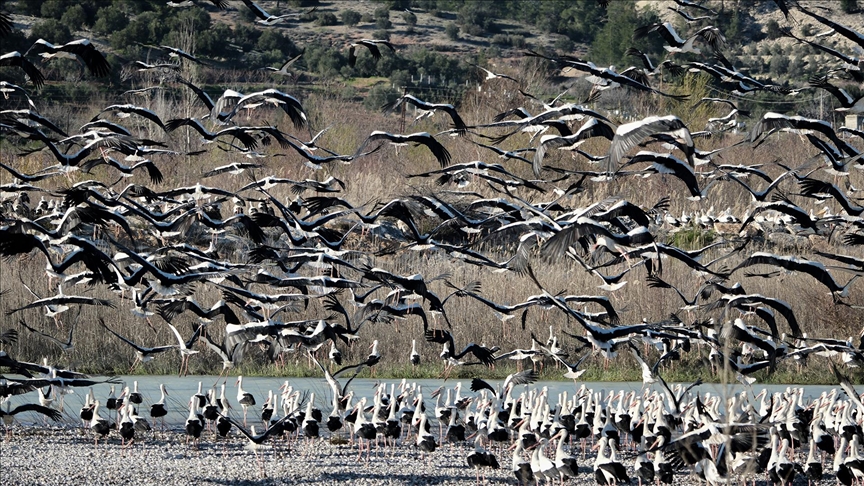Mersin'in Fakırca Mahallesi, Göçmen Kuşların Durağı Oldu