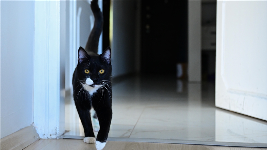 Araç çarptıktan sonra ölüme terk edilen "Tofi" platinle yürümeye start aldı