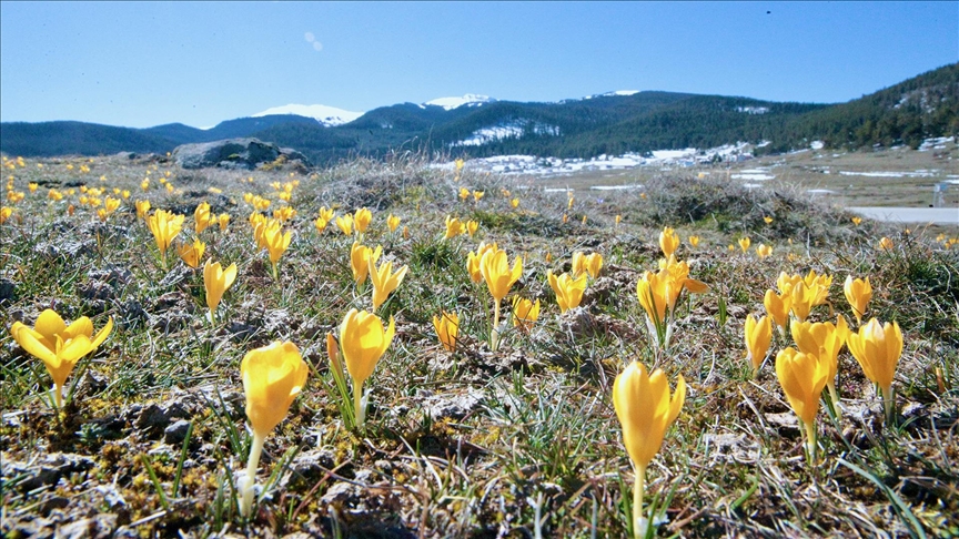 Bolu'da baharın müjdecisi çiğdemler çiçek açtı — Detaylı Analiz