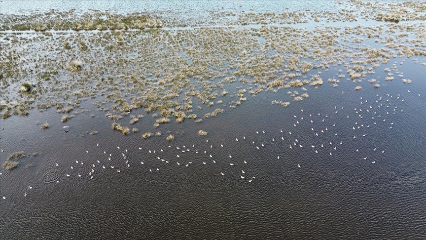 Kızılırmak Deltası'nda Baharın Müjdecisi: Kuşlar Kuluçka Dönemine Girdi