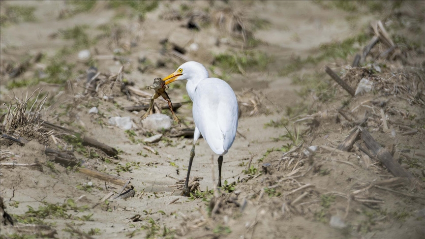 Adana'da sığır balıkçılı beslenirken görüntülendi — Detaylı Analiz