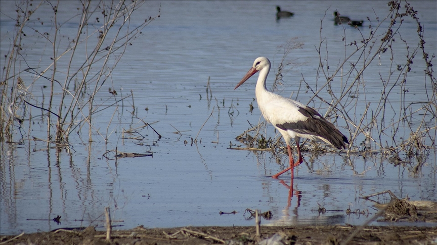 Leylekler Karakaya Barajı Çevresindeki Yuvalarına Geri Döndü