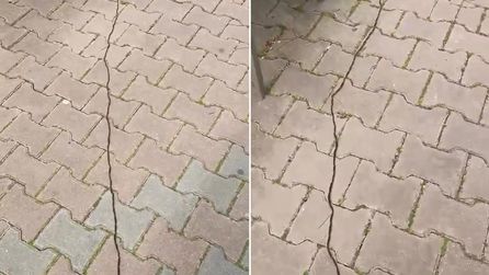 İstanbul Sancaktepe'de çam kese tırtılı görüntülendi