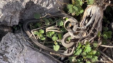 Hakkari'de Yılan Pınarı bölgesindeki zararsız yılanlar dikkat çekiyor