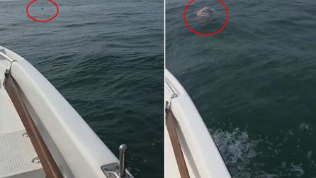 Trabzon'da balıkçı denizde boğulmuş koyun buldu