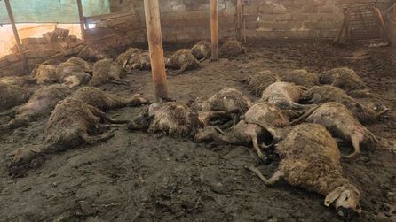 Bozburun'da Kurt Saldırısı: 40 Koyun Öldü, 25 Koyun Yaralı