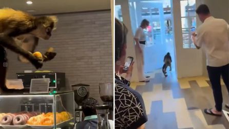 Maymun pastaneden çörek çaldı, görüntüler sosyal medyada yayıldı