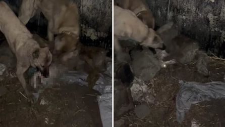 Kangal köpekleri, ahıra girmeye çalışan kurdu etkisiz hale getirdi