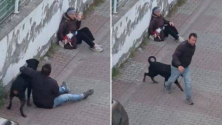 Ümraniye'de köpek saldırısı: Kadın çığlıklarıyla yardım istedi