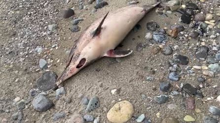 Trabzon'da yunus balığı ölümleri artıyor, 3. vaka kaydedildi