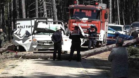 Bursa'da kesilen ağaç kamyonetin üzerine devrildi: 1 ölü, 2 yaralı