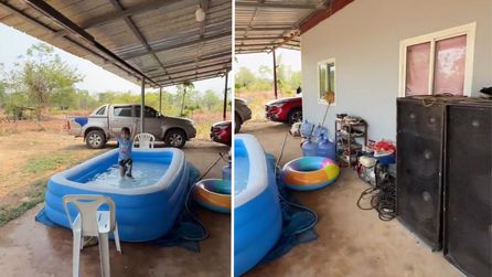 Trabzonlu damat Tayland'da Karadeniz müziğiyle dikkat çekti