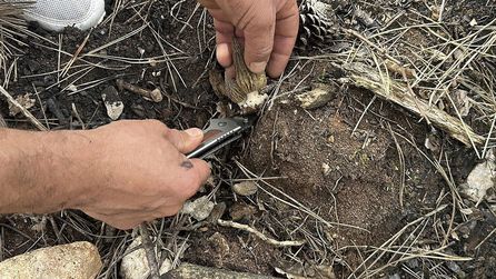 Kastamonu'daki yangın sonrası kuzugöbeği mantarı yetişiyor