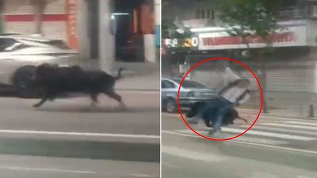 Batman'da yaban domuzu şehir merkezinde 3 kişiyi yaraladı