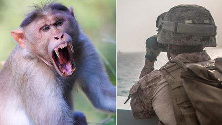 ABD Donanması gemisinde asker maymun saldırısına uğradı