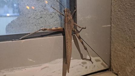 Diyarbakır'da dev etçil çekirge güvenlik görevlisini şaşırttı