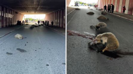 Hatay'da otomobil koyun sürüsüne çarptı, 17 koyun hayatını kaybetti