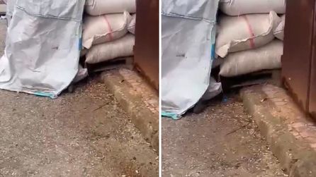 Gaziantep'te kuruyemiş dükkanında hijyen ihlali tespit edildi