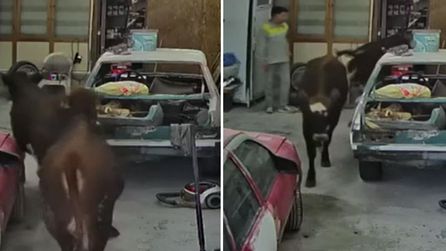 Ankara'da kaçan danalar oto tamirciye girdi, güvenlik kamerasında