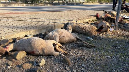 Fethiye'de motosiklet kazasında 8 koyun öldü, sürücü yaralandı