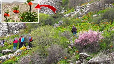 Afşin'de Ters Lale Koparanlara 700 Bin Lira Ceza Kesilecek