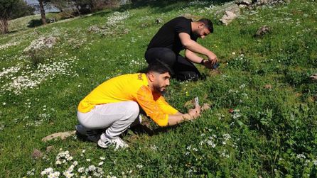 Manisa Lalesi 10 Gün Yaşıyor, Koparma Cezası 699 Bin TL