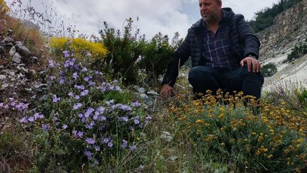 Aydın Söke'de nadir bulunan çan çiçekleri korunma altında