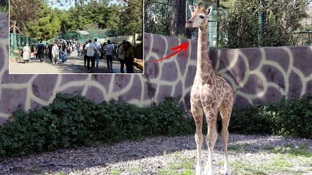 Gaziantep Doğal Yaşam Parkı'nda ilk zürafa yavrusu ziyaretçileri karşıladı