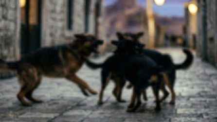 Sahipsiz köpekler çocuklara saldırdı, birisi hayatını kaybetti