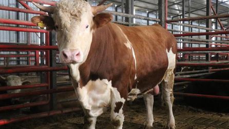 Yazlık Mahallesi'nde 1,5 tonluk tosunun fiyatı 950 bin TL