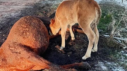Ardahan'da ölen atın yanında kalan tayın görüntüleri dikkat çekti