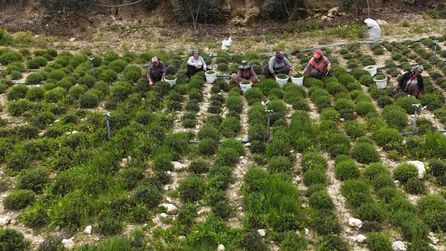 Hatay'da zahter hasadı başladı, fiyatlar 300 TL ile 400 TL arasında