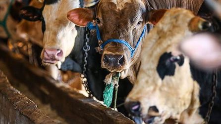 2026 Vekaletle Kurban Kesim Ücretleri Belirlendi