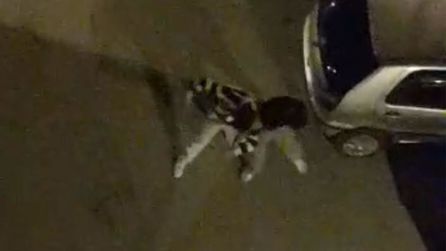 Bursa'da sokakta iki kişinin karıştığı kavga kamerada görüntülendi