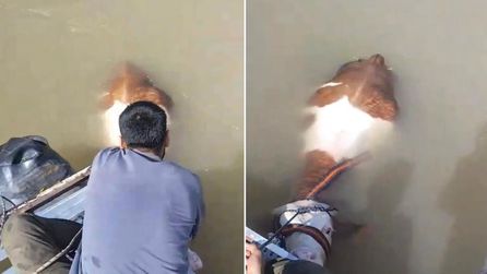 Elazığ'da Tosun Nehirde Mahsur Kaldı, Balıkçılar Kurtardı